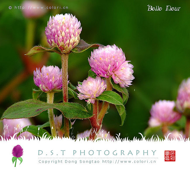 راهنمای نگهداری و پرورش گل و گیاهان زینتی - گل تکمه ای